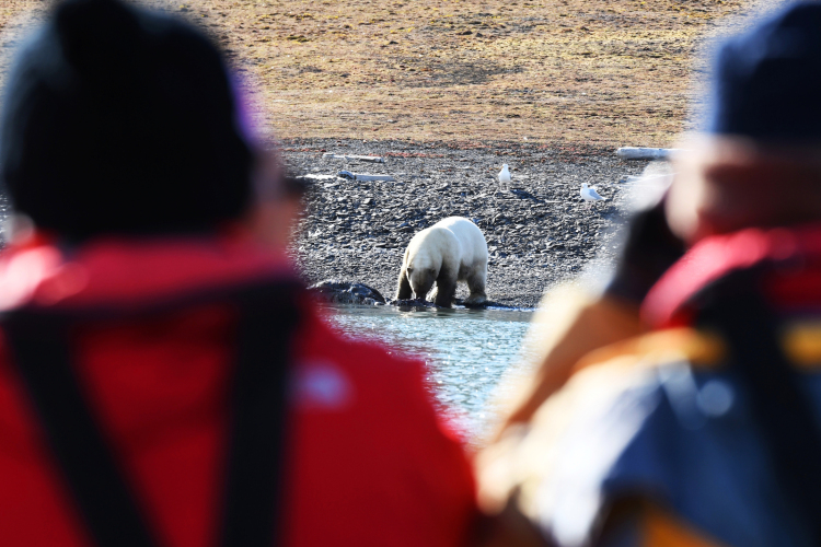环绕斯瓦尔巴群岛，北极熊与冰世界 