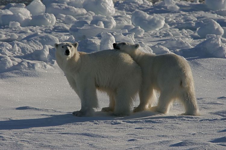 北极- 北斯瓦尔巴 - 寻找北极熊和浮冰