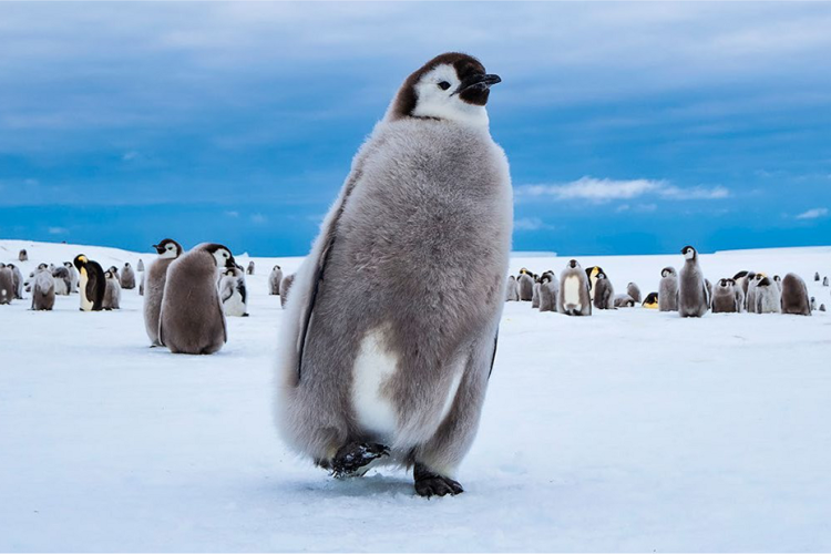 帝企鹅摄影专线 - 到达几十万只帝企鹅栖息地