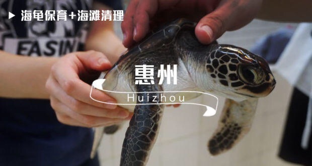 惠州亲子 · 海龟保育科普教育 惠州亲子 · 海龟保育科普教育