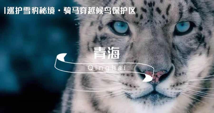 青海湖 · 责任旅行招募丨巡护雪豹秘境 • 骑马穿越候鸟保护区 青海湖 · 责任旅行招募丨巡护雪豹秘境 • 骑马穿越候鸟保护区
