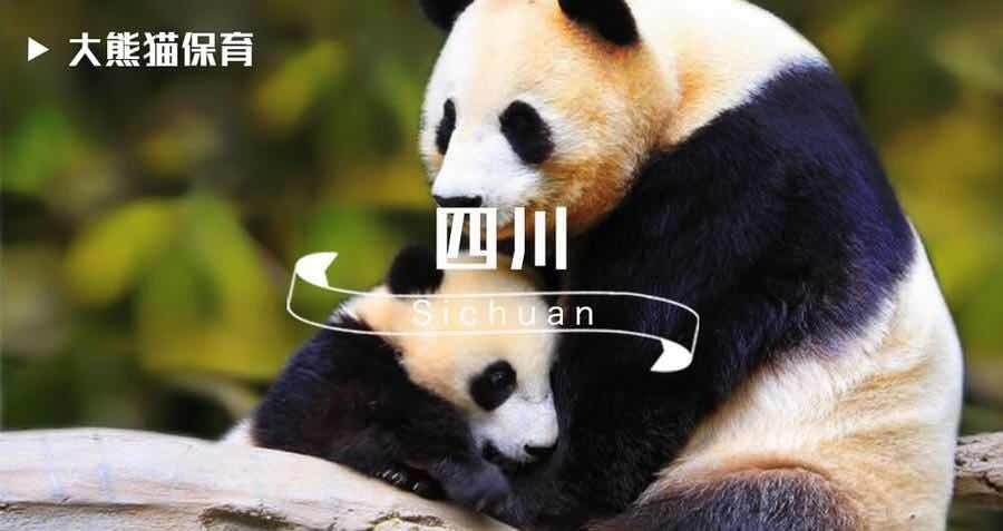四川 · 义工招募 | 熊猫保育（青年版）