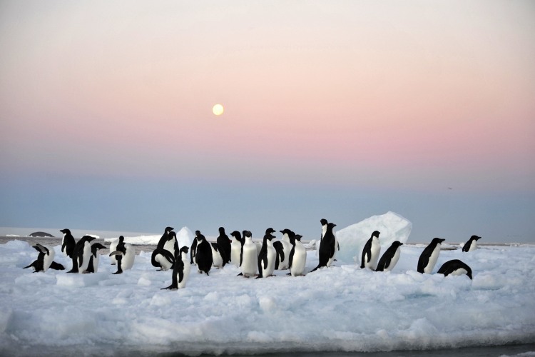(亚特兰蒂邮轮)中国人包船南极+南美四国摄影巡游31天团