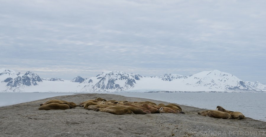 RVR-北极斯瓦尔巴群岛，北极夏季 （11天10晚）