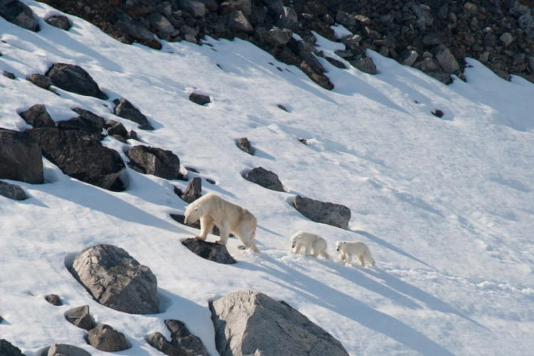 宏迪斯号（Hondius） – 北极斯瓦尔巴群岛 – 多样北极景观、海冰和野生动物-夏至（8天7晚）