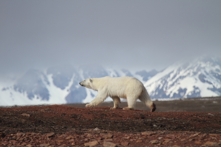 普兰休斯号(Plancius) – 北极斯瓦尔巴群岛大环线 – 北极熊和冰的王国（10天9晚）