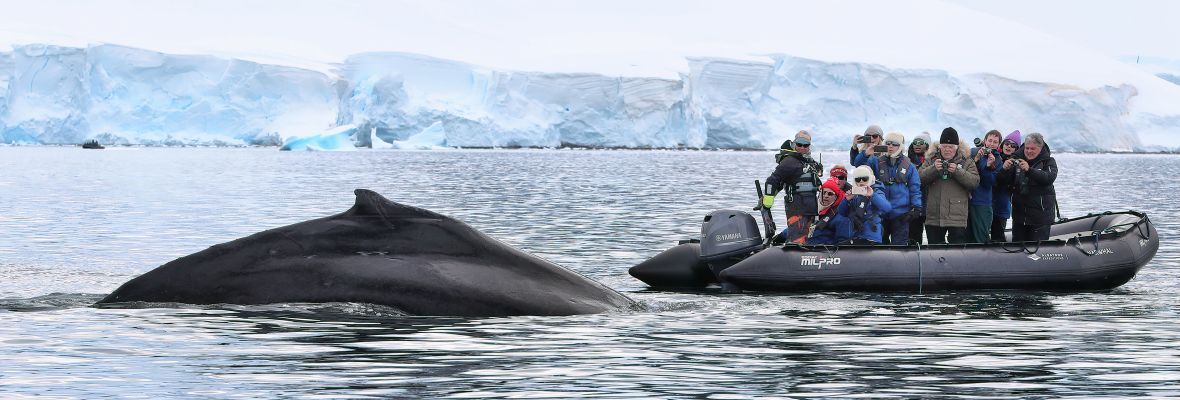 南大洋巨人：南设得兰群岛和南极半岛的鲸之旅（9天8晚）