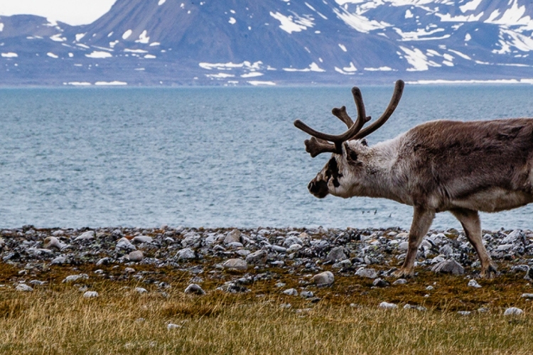OA-探索斯匹次卑尔根：北极野生动物之都（12天11晚）