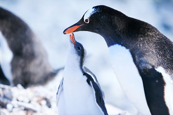 【85折】2026.11.28-海精灵号-南极半岛(12天/11晚)– 南极半岛