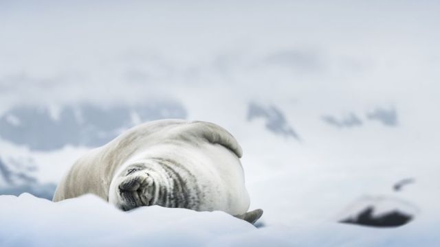 【7折】2026.1.28-宏迪斯号-南极五岛(20天/19晚)-南极五岛大环线（福克兰群岛-南乔治亚岛-南奥克尼岛-南极半岛-南设得兰岛）