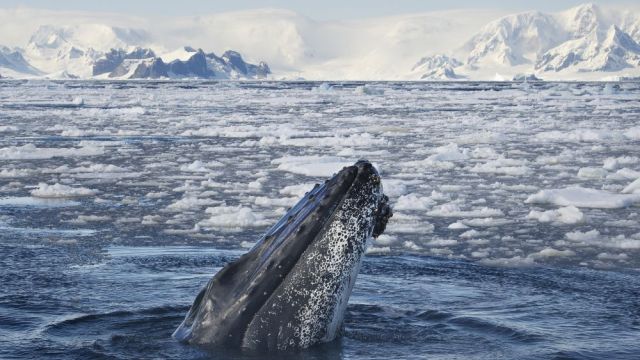 【7折】2026.3.20-宏迪斯号-南极圈(12天/11晚)– 南极洲-在极圈之外-观鲸-南极光