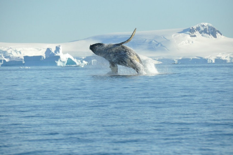 普兰休斯号(Plancius) –南极洲  - 观鲸（10天9晚）