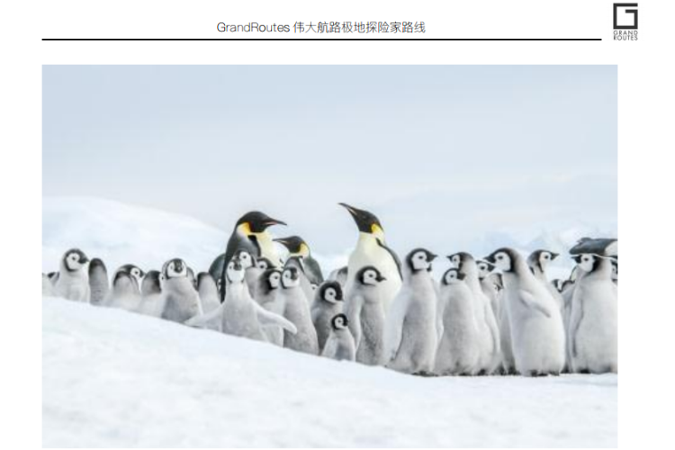 南极雪丘岛-帝企鹅极致摄影观光之旅 （直升机包机乘坐）