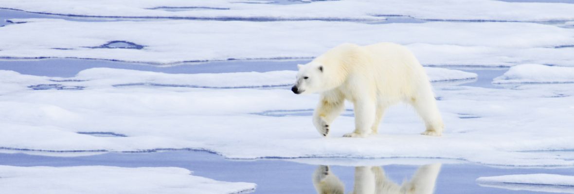 OA-北极熊专列-北极（6天5晚）