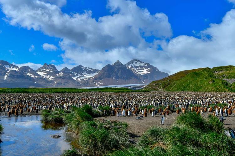 海洋信天翁（Ocean Albatros）- 极致新年庆典：福克兰群岛、南乔治亚岛与南极圈之旅（23天22晚）