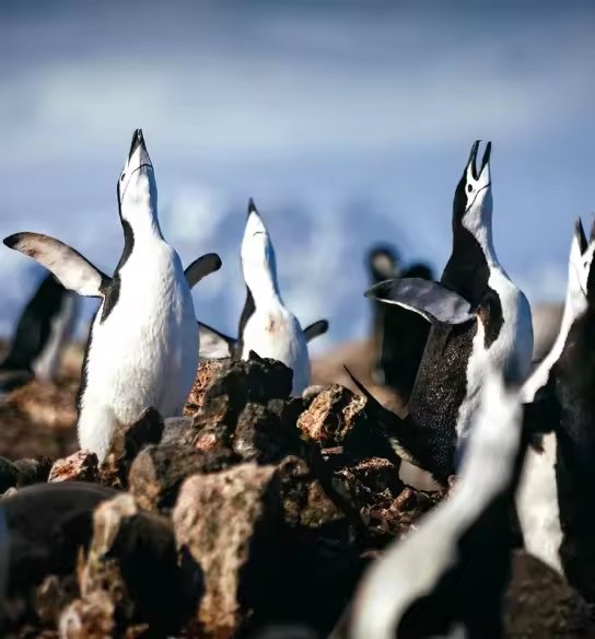 海洋无极号（ULT）-穿越南极圈（14天13晚）