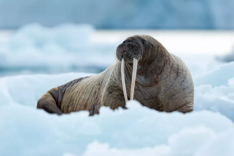 织女星号(Vega) - 终极斯瓦尔巴邮轮之旅(11天10晚)