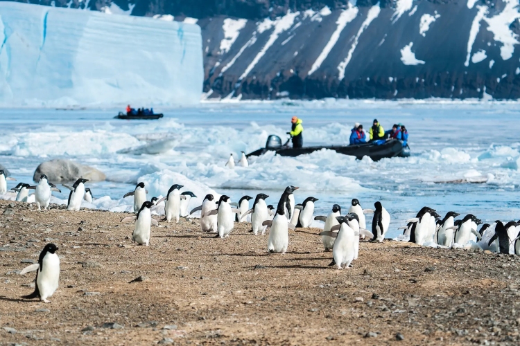 汉萨灵感号（HANSEATIC  inspiration）- 南极探险之旅：威德尔海深度探索（圣诞航次）（22天21晚）